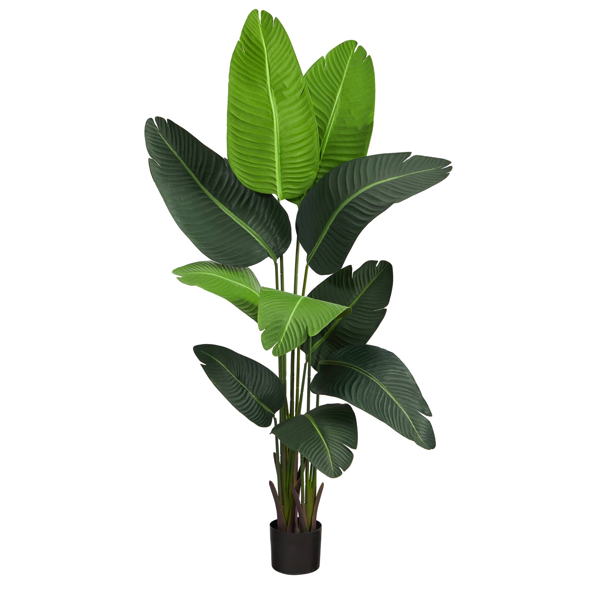 5ft. Potted Travelers Palm Tree